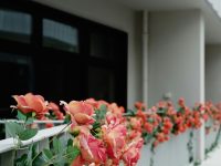 telecamera da esterno senza fili